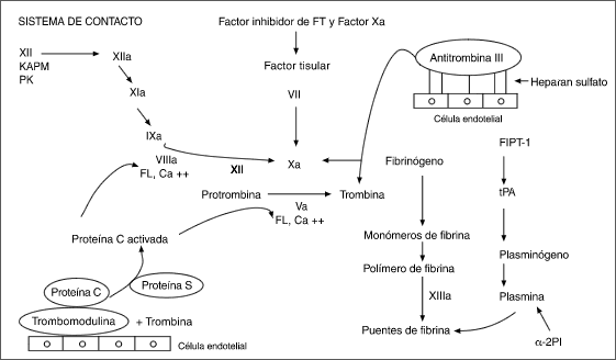 Figura 3